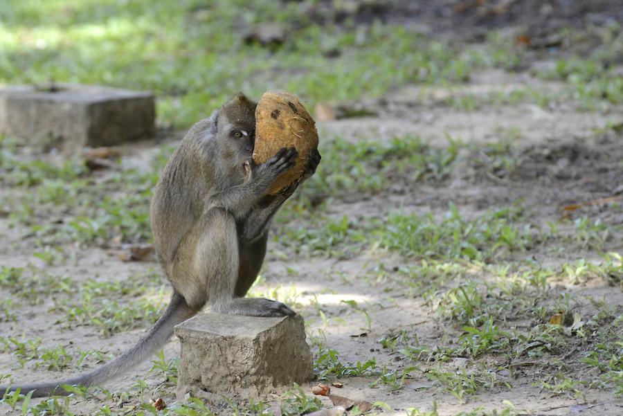 Macaque with Coconut