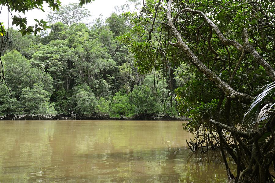 Sungai Brunei - Mangroves