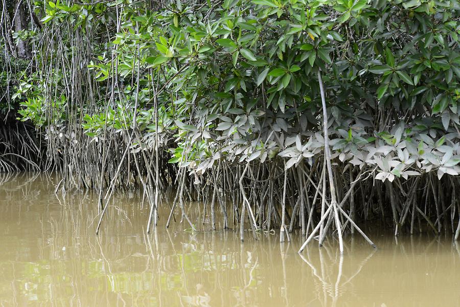 Sungai Brunei - Mangroves