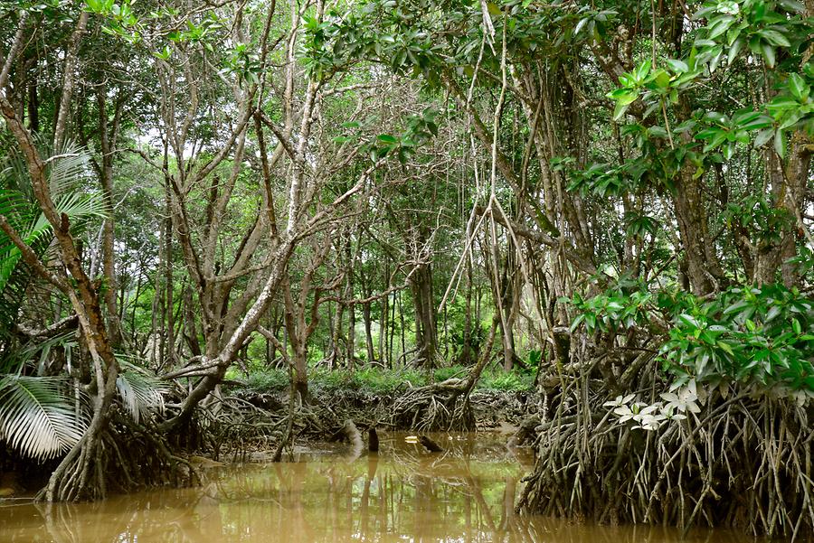 Sungai Brunei - Mangroves