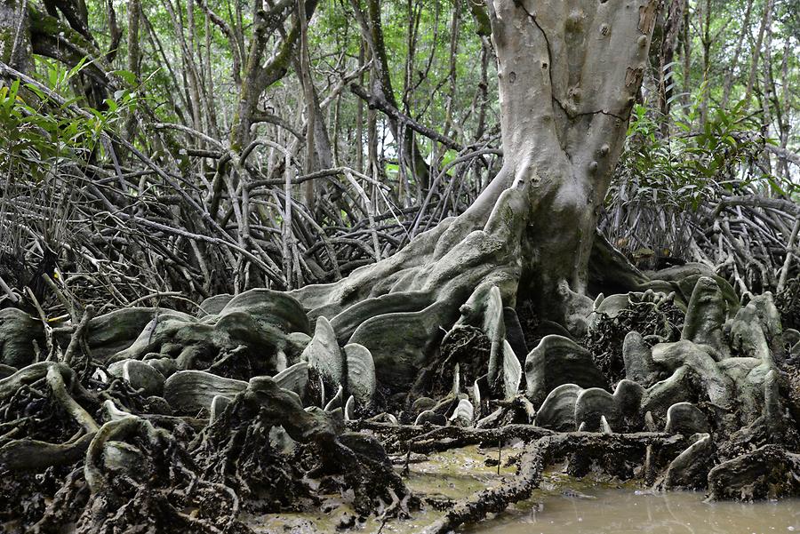 Sungai Brunei - Mangroves