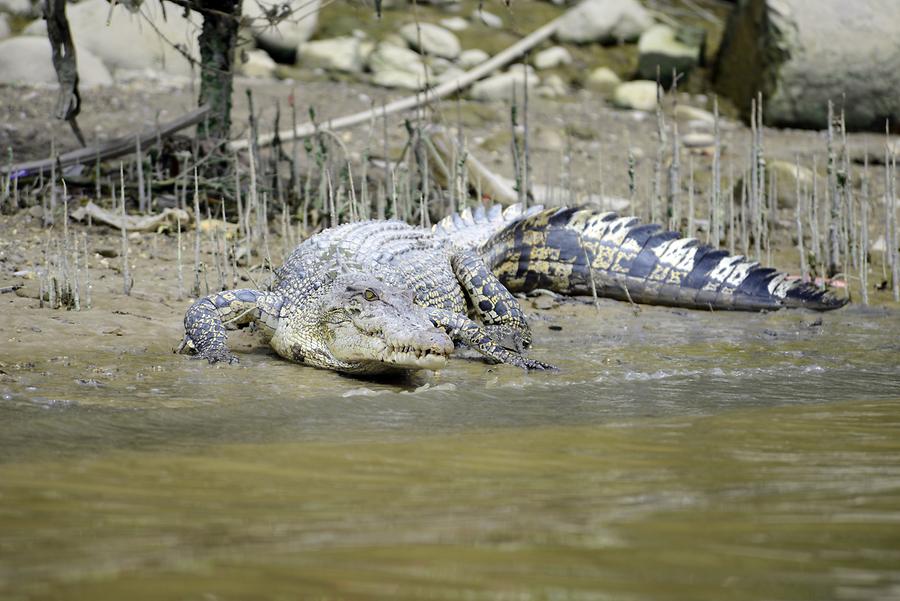 Sungai Brunei - Mangroves; Crocodile