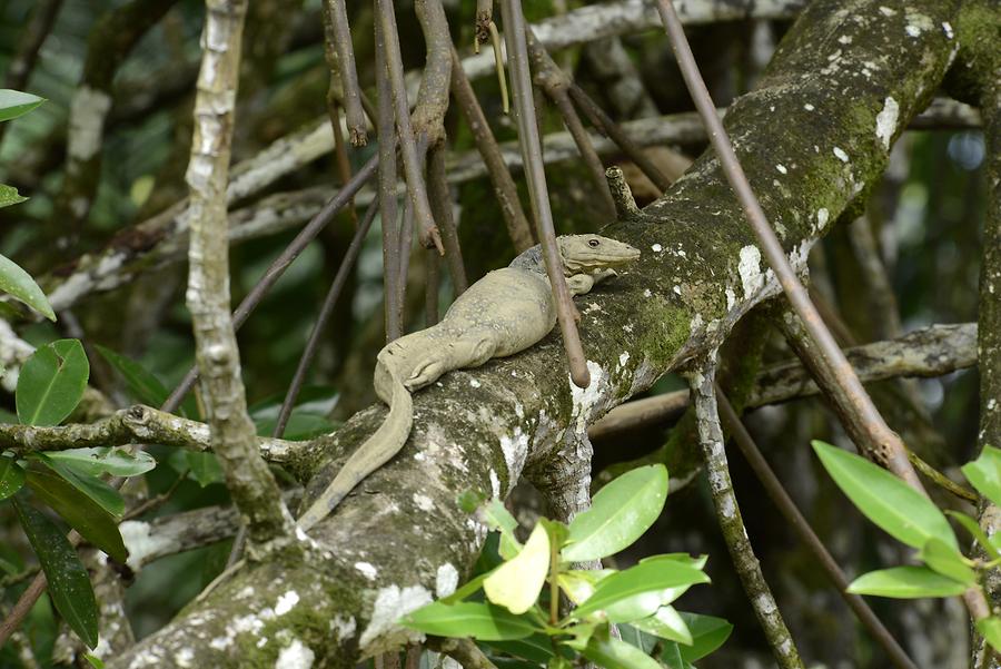 Sungai Brunei - Mangroves; Goanna