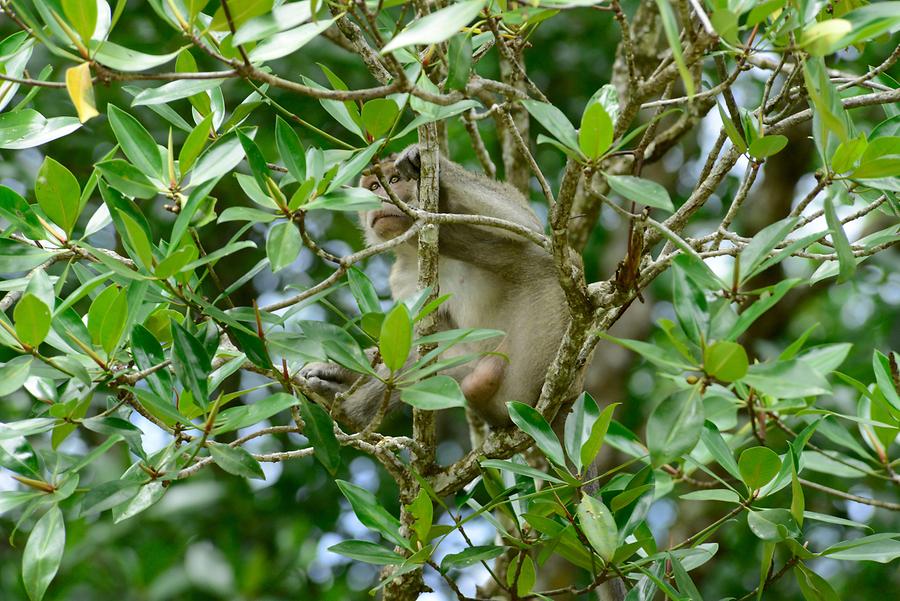 Sungai Brunei - Mangroves; Macaque