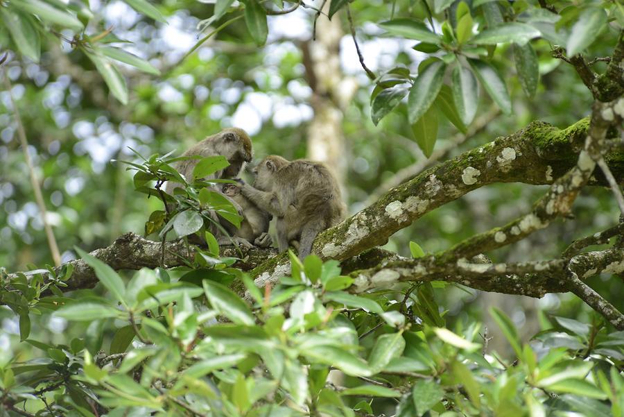 Sungai Brunei - Mangroves; Macaque