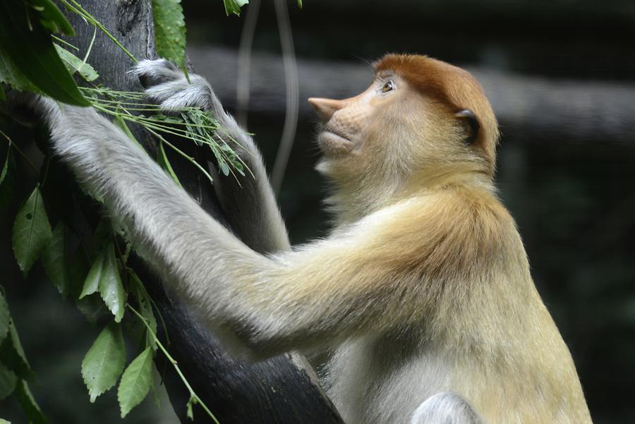 Female Long-Nosed Monkey
