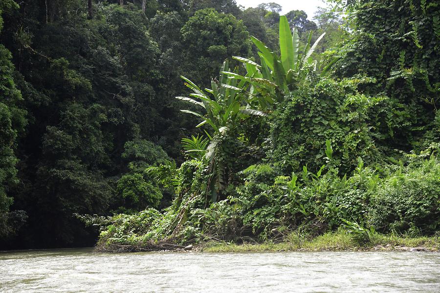 Jungle River