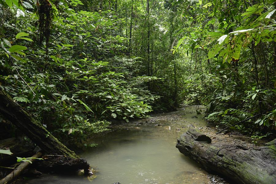 Jungle River
