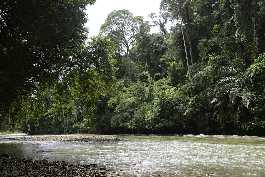 Jungle River