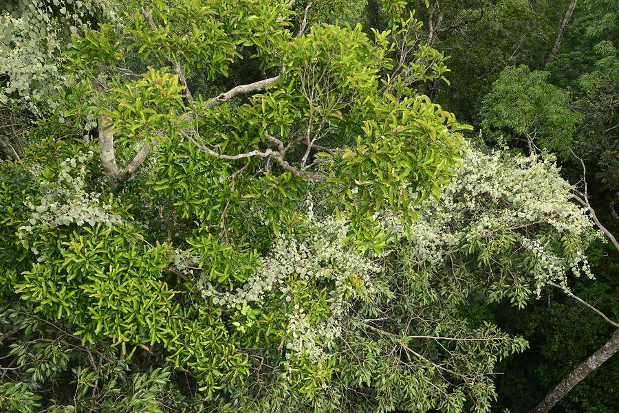 Jungle Vegetation