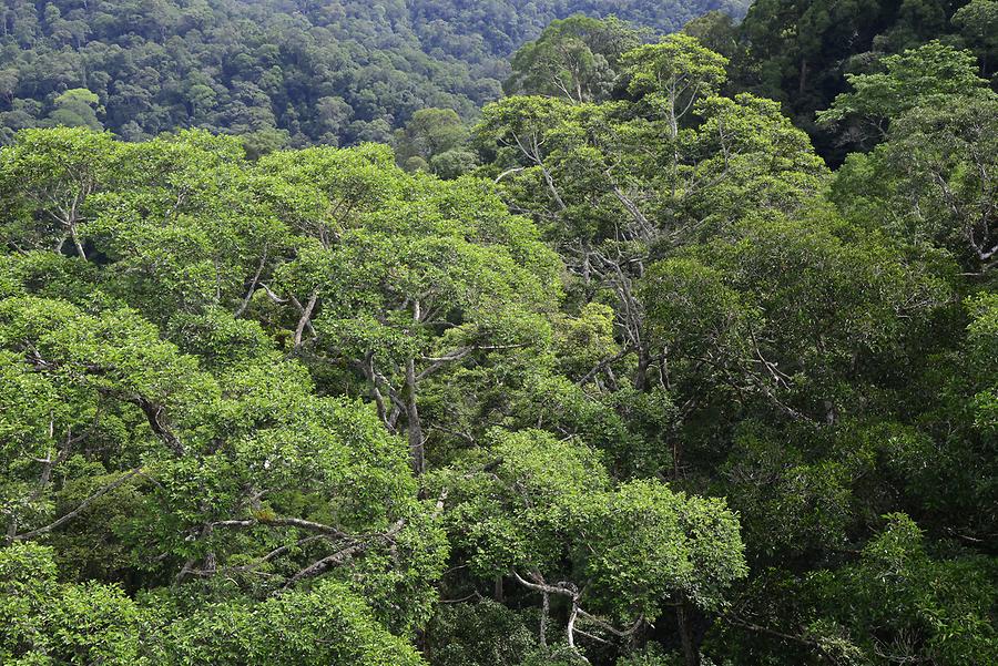Jungle Vegetation