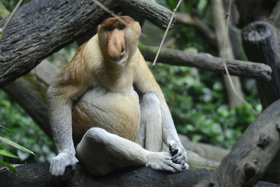 Long-Nosed Monkey