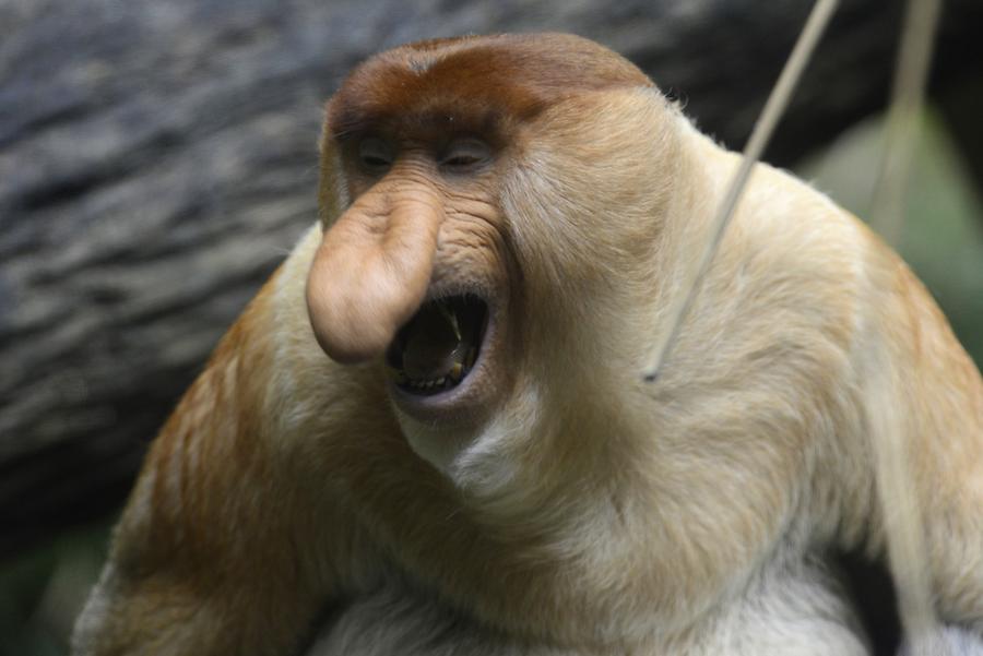 Long-Nosed Monkey Long-Nosed Monkey