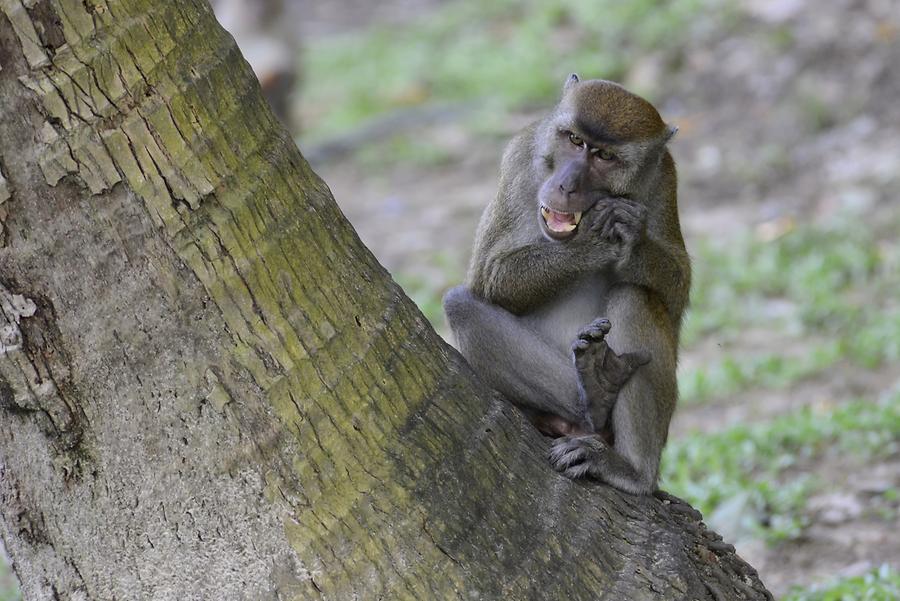 Macaque