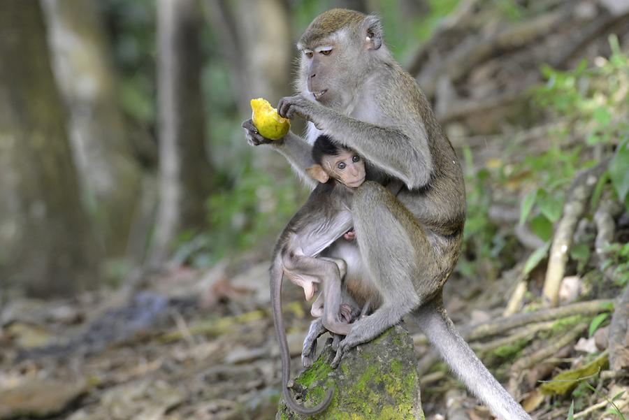 Macaques