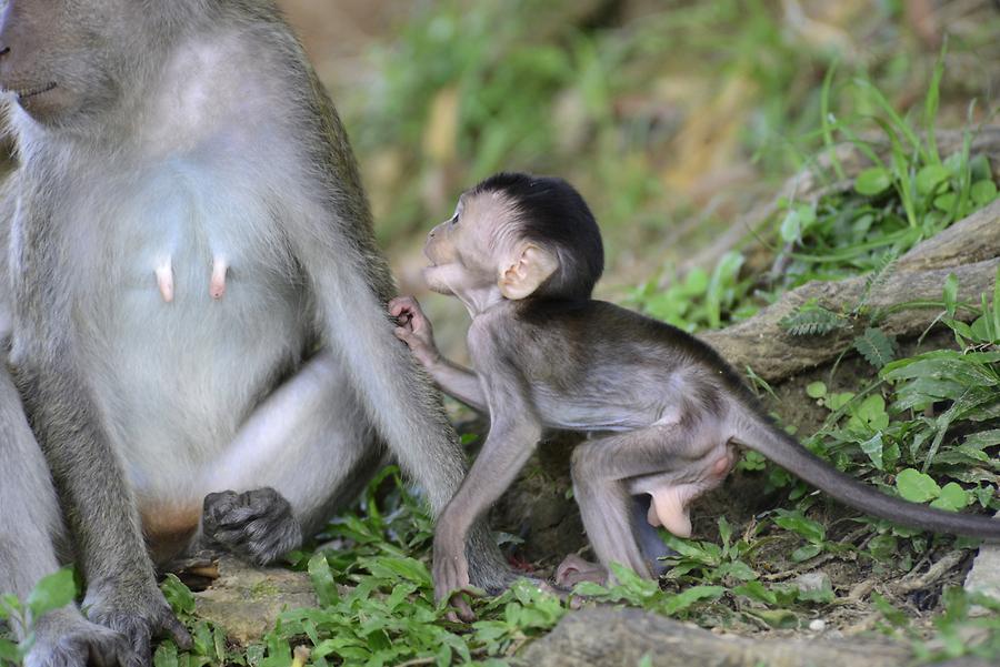 Macaques