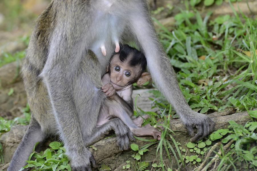 Macaques