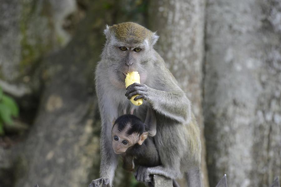 Macaques