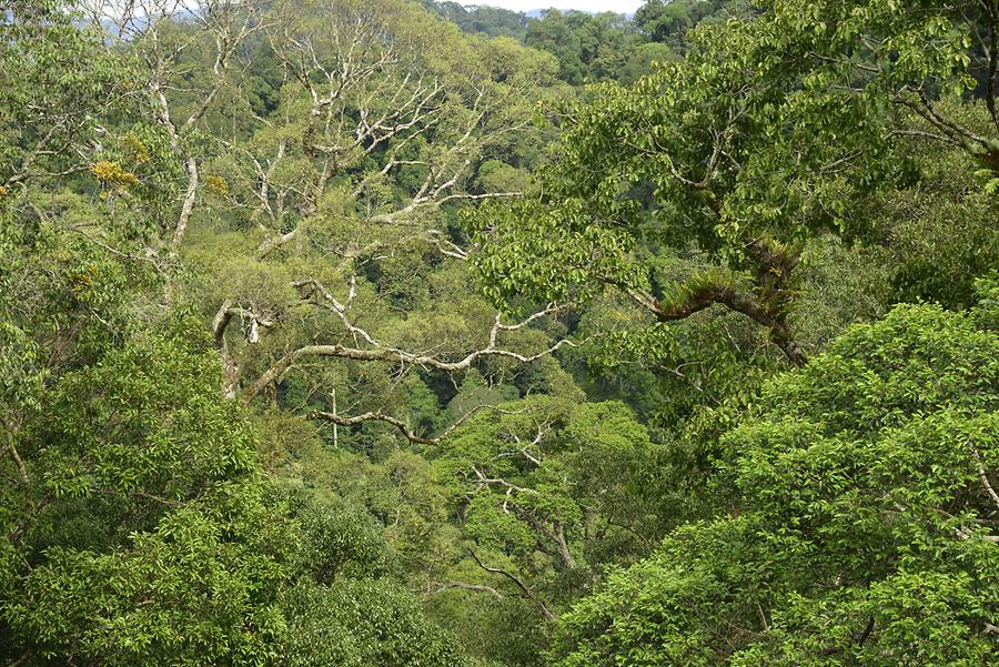 Views from the Canopy Walkway