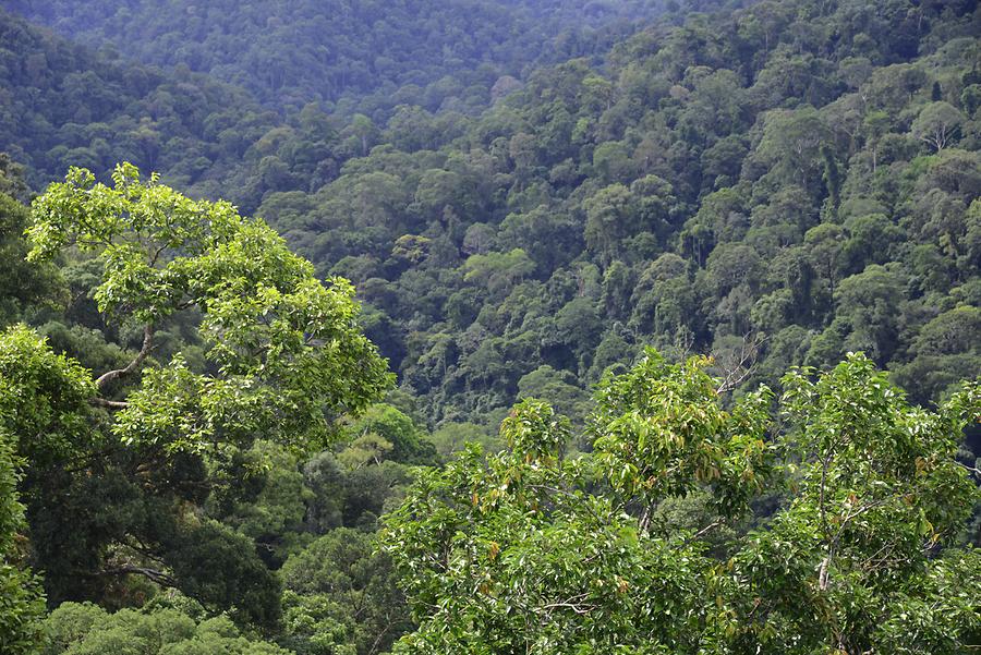 Views from the Canopy Walkway