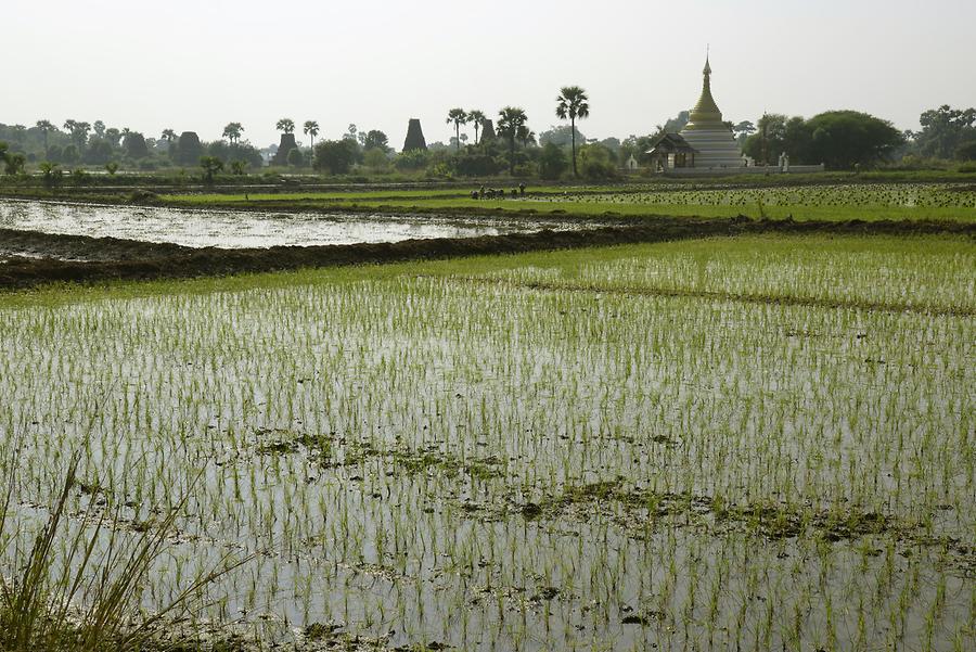 Rice field