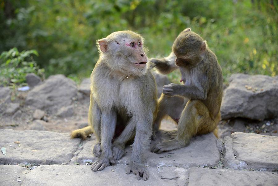 Monkeys Phowin Taung caves