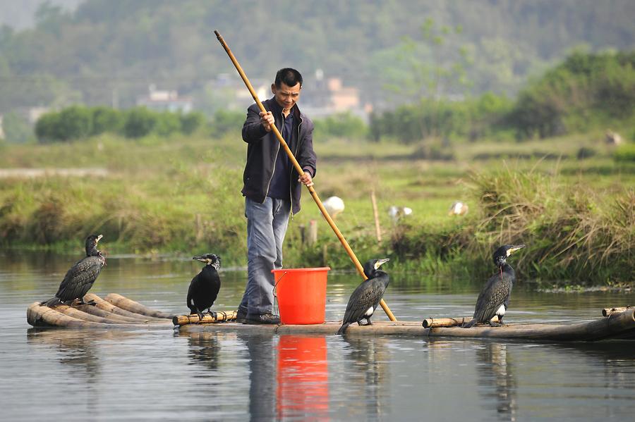 Cormorant Fishing