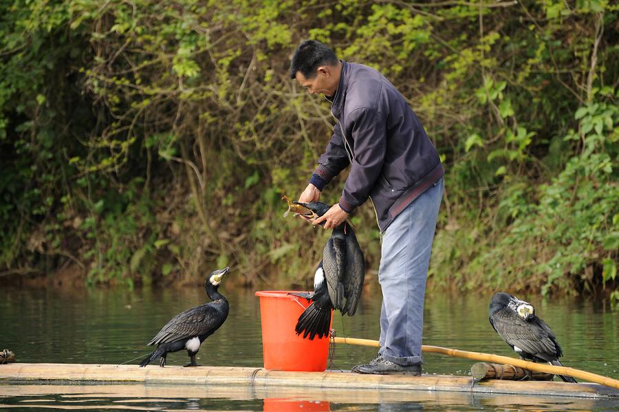 Cormorant Fishing