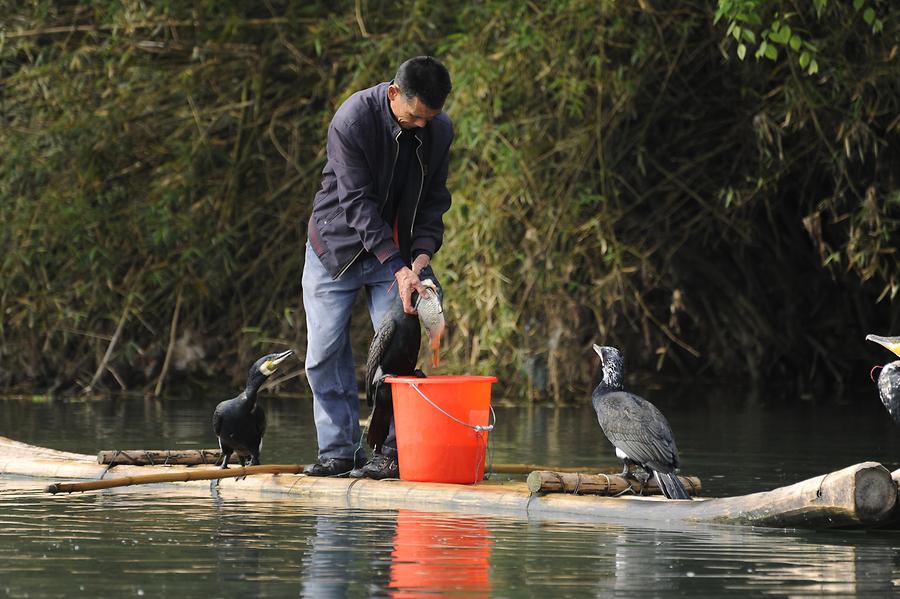 Cormorant Fishing