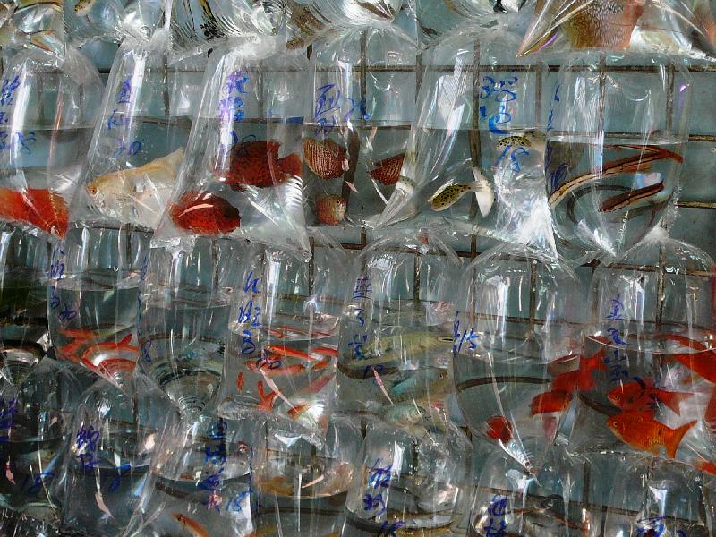 the street is lined on both sides with shops selling all kinds of goldfish, from weirdly shaped ones to colourful tropical species