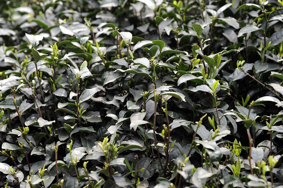 Longjig Tea Leaves