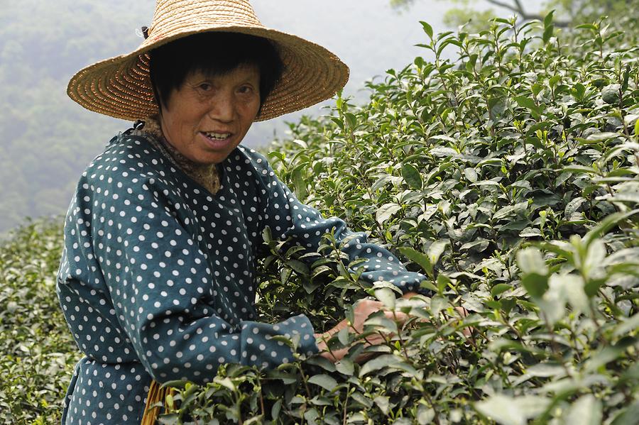 Tea Plantation near Hangzhou - Tea Picker