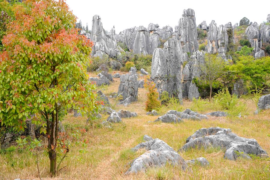 Shilin - Stone Forest