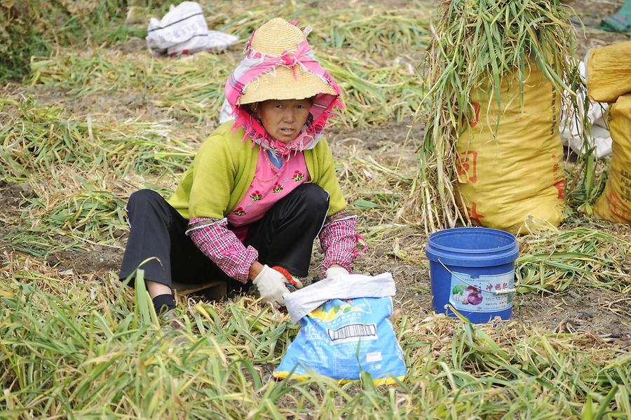 Garlic Harvest near Xizhou