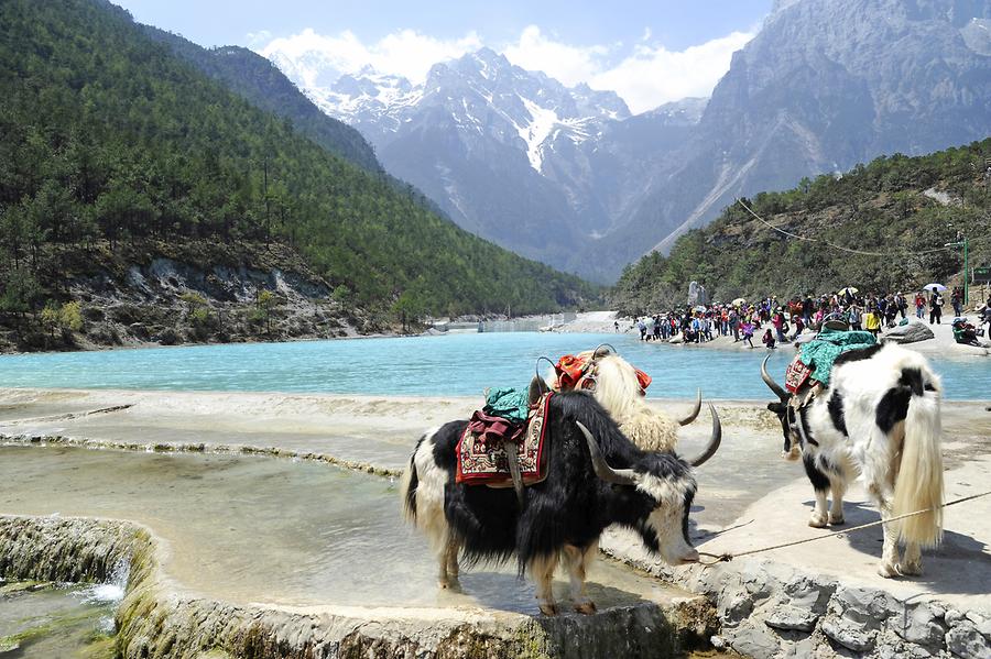 Jade Dragon Snow Mountain - Yak