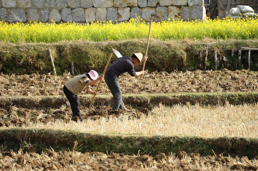 Shaxi - Farmers