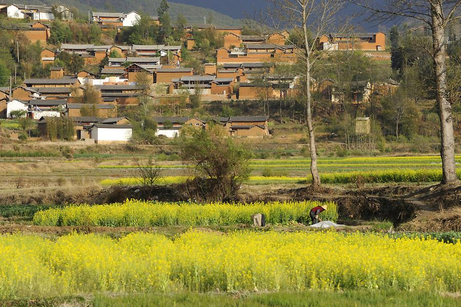 Shaxi - Rape Fields