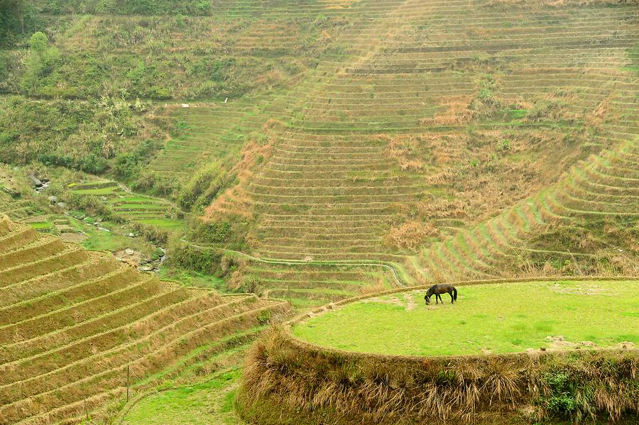 Longsheng Rice Terraces