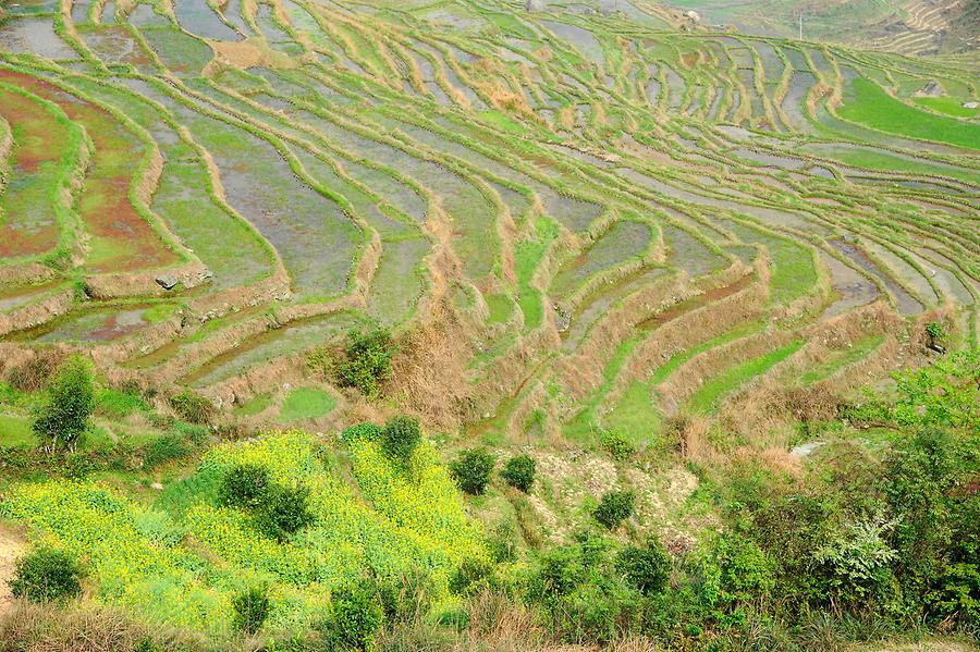 Longsheng Rice Terraces