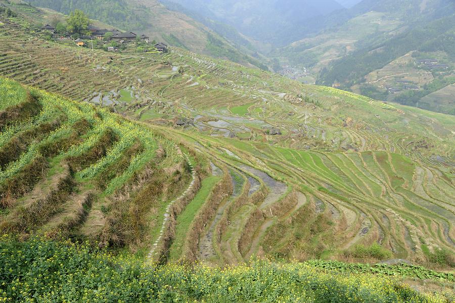 Longsheng Rice Terraces