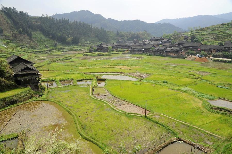 Paddy Fields