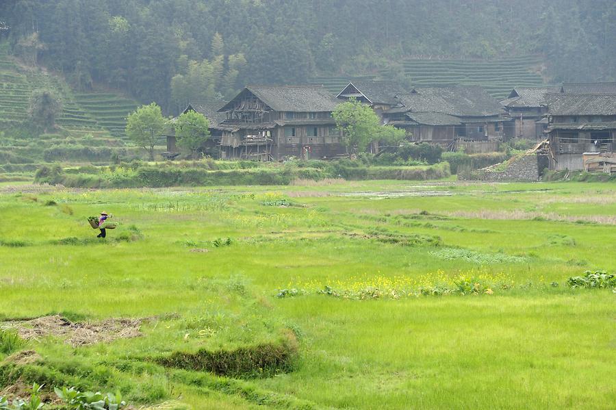 Paddy Fields