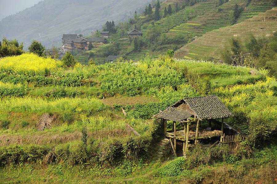 Ping'an - Rice Terraces