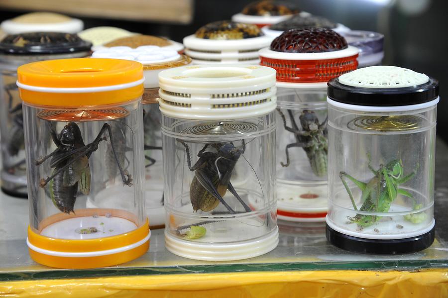 Old Residential Quarter - Pet Market; Grasshoppers