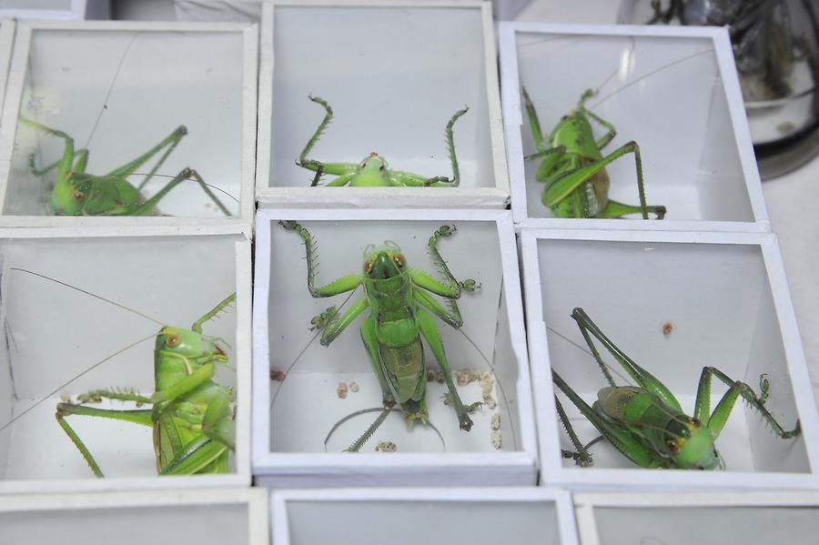 Old Residential Quarter - Pet Market; Grasshoppers