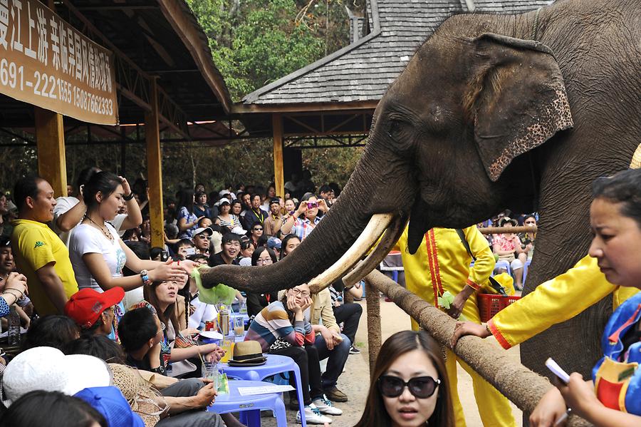 Elephant Show