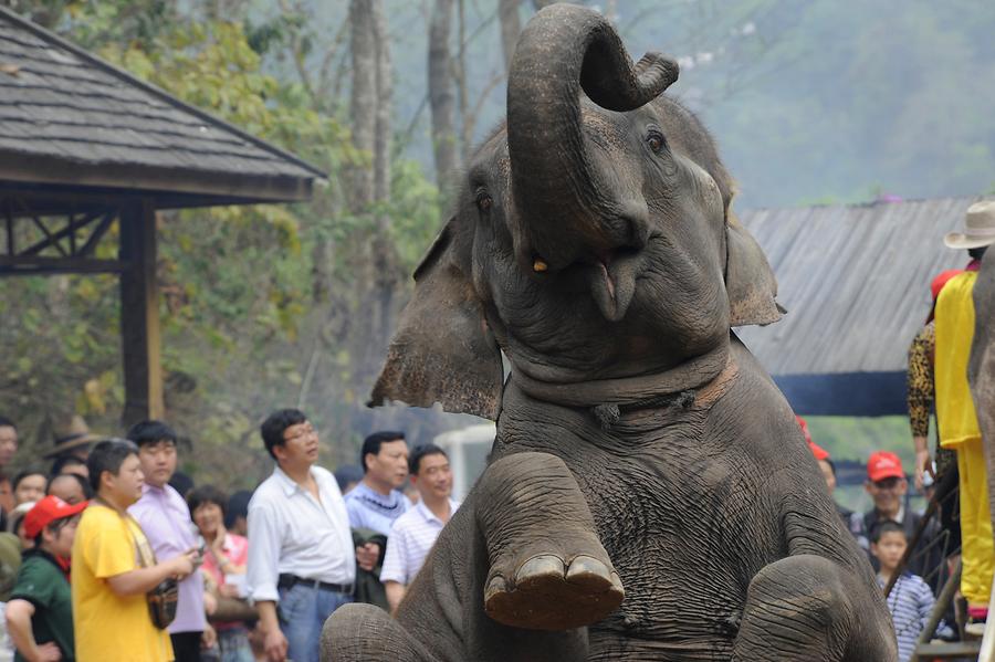 Elephant Show