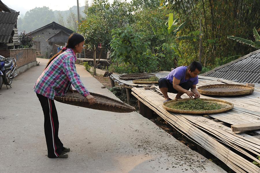 Jinuo Village - Tea