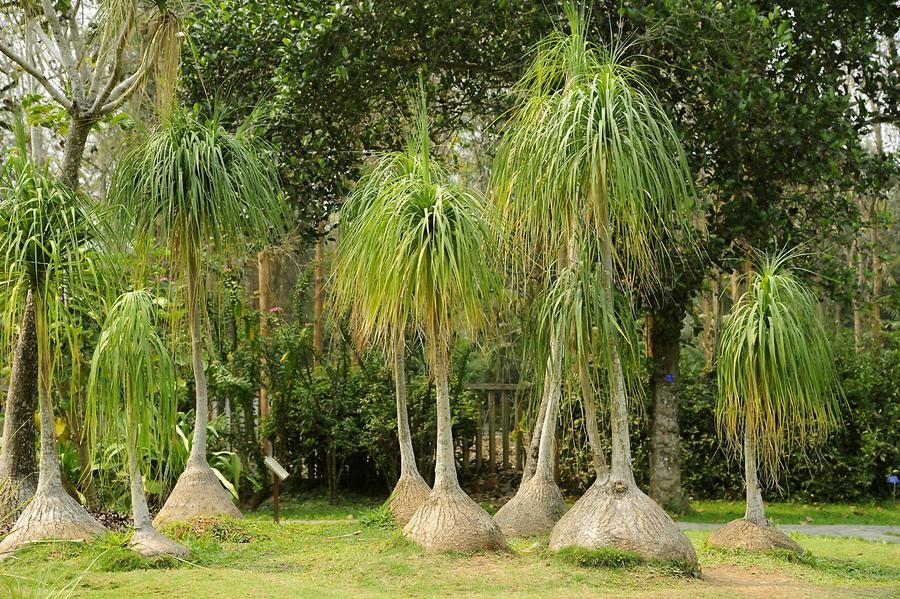 Menglun - Botanical Garden