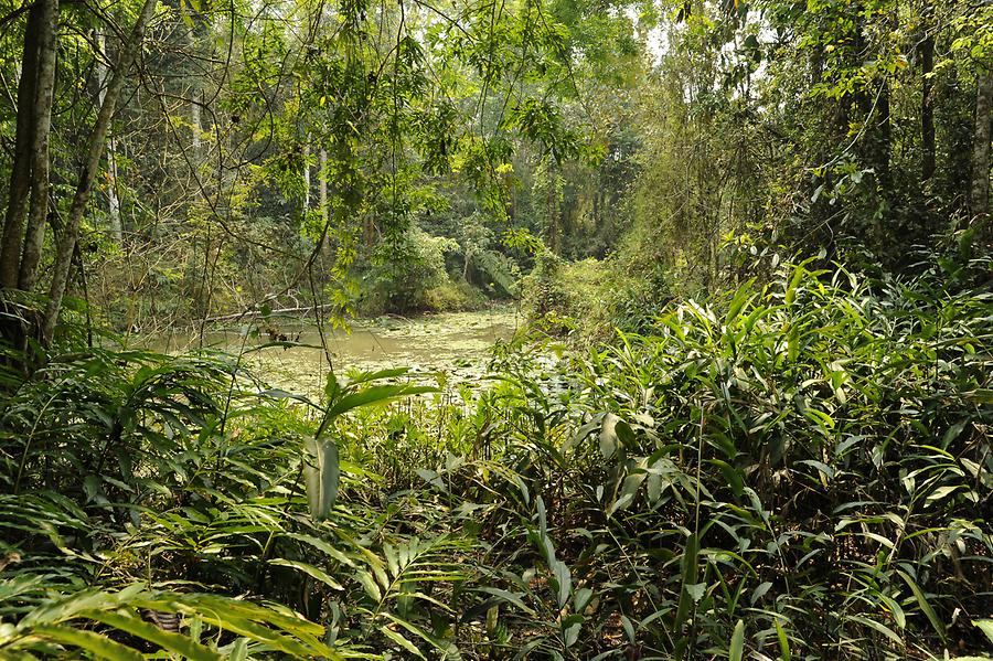 Menglun - Botanical Garden